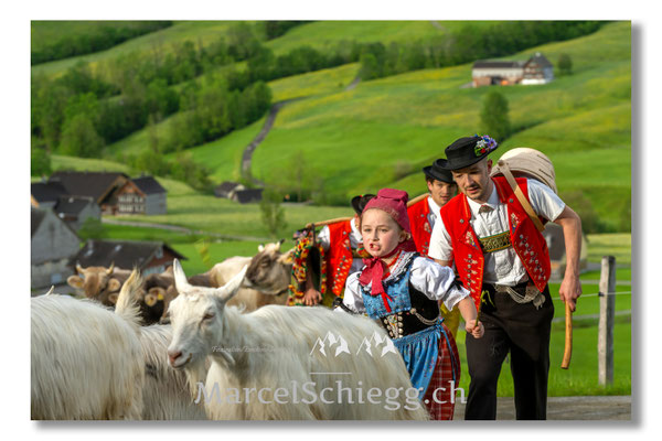 Marcel Schiegg Fotografie, Tradition, Brauchtum, Alpfahrt, Oeberefahre, Appenzell, Appenzellerland, Öberefahre, Alpstein