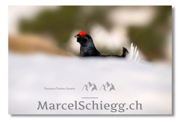 Marcel Schiegg, Marcel Schiegg Fotografie, Birkhuhn, Birkhuhnbalz, Balzplatz, Balzzeit, Wildtiere, Alpstein