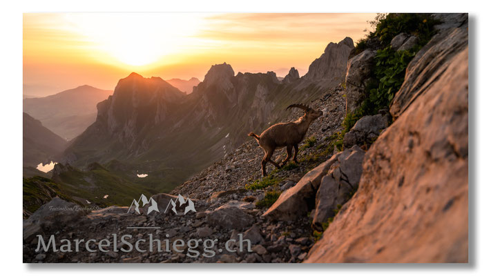 Marcel Schiegg, Marcel Schiegg Fotografie, Alpensteinbock, Steinbock, Wildtiere