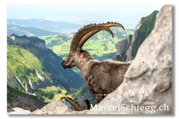 Marcel Schiegg, Marcel Schiegg Fotografie, Alpensteinbock, Steinbock, Wildtiere