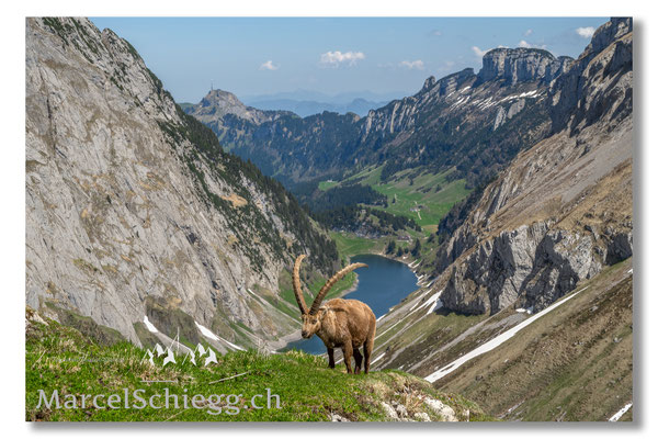 Steinbock/Alpstein Art.-Nr. MZ7-2017
