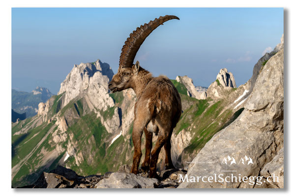 Steinbock/Alpstein Art.-Nr. MZ7-0584