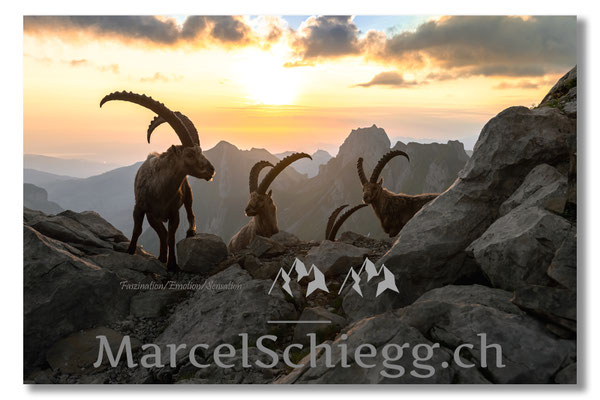 Steinbock/Alpstein Art.-Nr. MZ7-0885