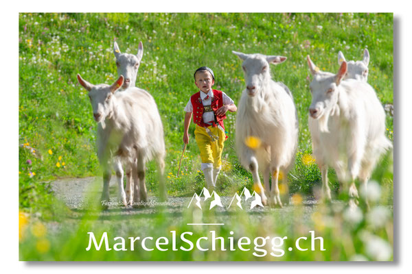 Marcel Schiegg, Tradition, Brauchtum, Alpfahrt, Oeberefahre, Appenzell, Appenzellerziege