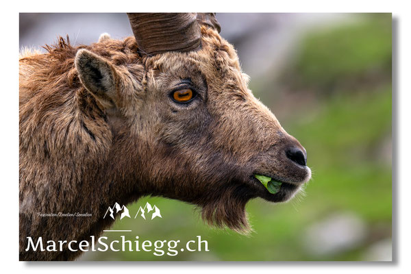 Steinbock/Nahaufnahme Art.-Nr. MZ8-2458/25
