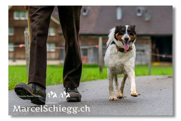 Marcel Schiegg Fotografie, Tradition, Brauchtum, Alpfahrt, Oeberefahre, Appenzell, Appenzellerland, Öberefahre