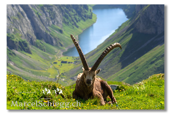 Marcel Schiegg, Marcel Schiegg Fotografie, Alpensteinbock, Steinbock, Wildtiere