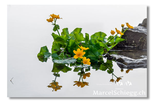 Blumen und Pflanzen Art.-Nr. MZ8-1551-25-Sumpfdotterblume Caltha Palustris
