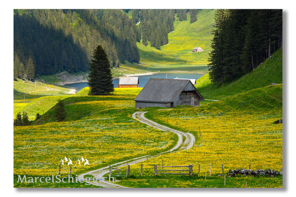 Plattenbödeli/Sämtisersee/Rheintaler Sämtis Art.-Nr. MS5-0417
