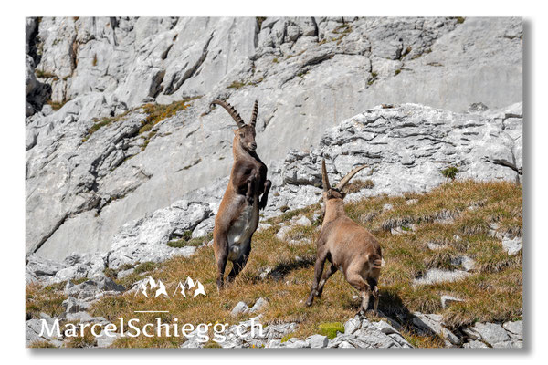 Steinbock/Alpstein Art.-Nr. MS5-5110