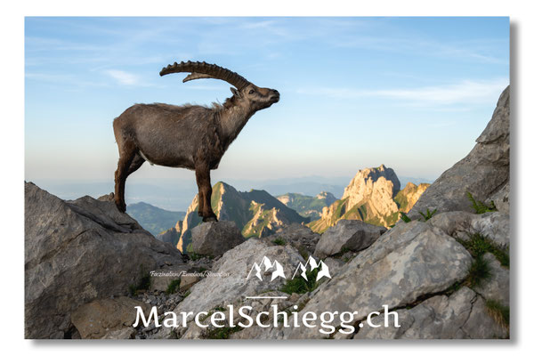 Steinbock/Alpstein Art.-Nr. MZ8-5556/25