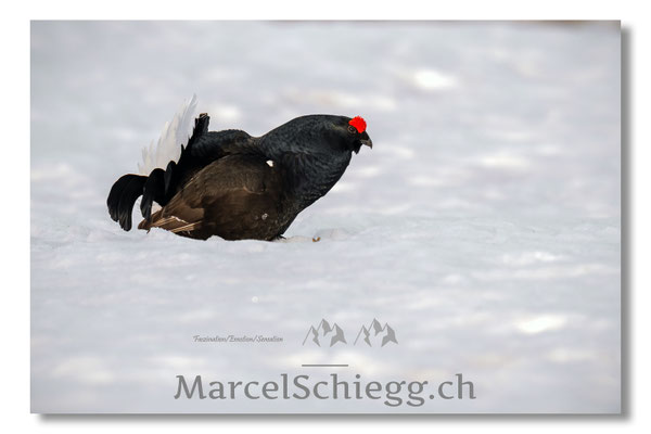 Marcel Schiegg, Marcel Schiegg Fotografie, Birkhuhn, Birkhuhnbalz, Balzplatz, Balzzeit, Wildtiere, Alpstein
