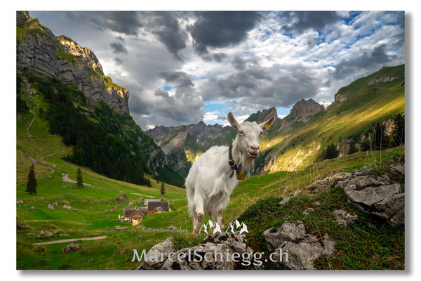 Seealpsee Art.-Nr. MZ7-4158