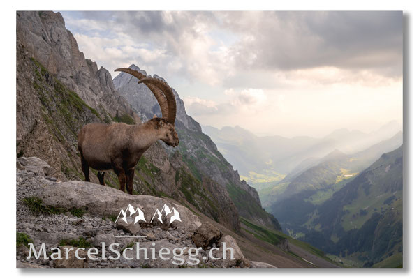Steinbock/Alpstein Art.-Nr. MZ7-3763