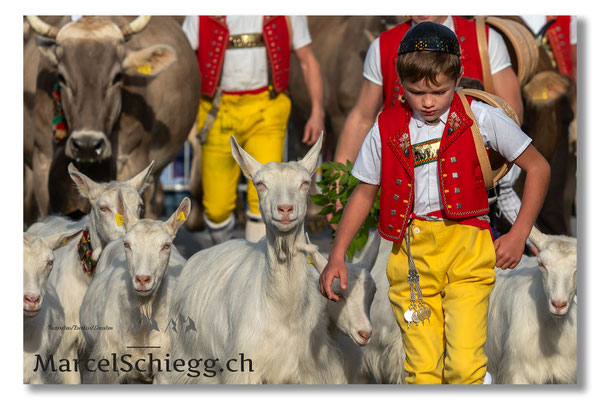 Vechschau/Viehschau Art.-Nr. MS5-6227-Oktober