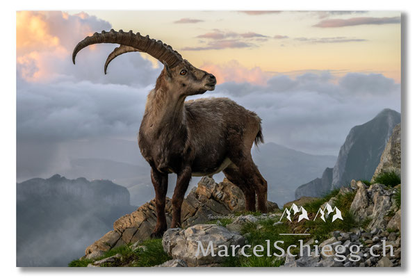 Marcel Schiegg, Marcel Schiegg Fotografie, Alpensteinbock, Steinbock, Wildtiere