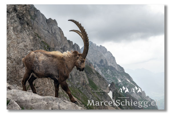 Steinbock/Alpstein Art.-Nr. MZ7-7147