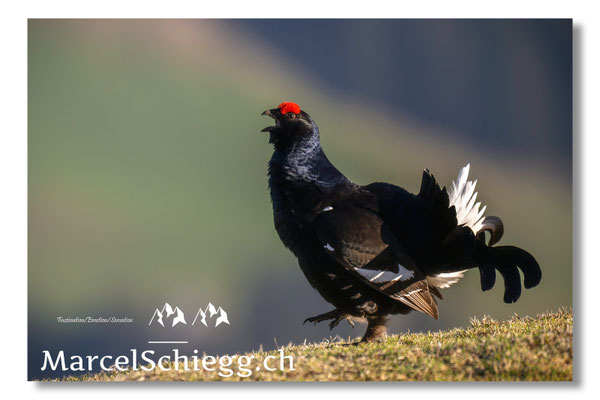 Marcel Schiegg, Marcel Schiegg Fotografie, Birkhuhn, Birkhuhnbalz, Balzplatz, Balzzeit, Wildtiere, Alpstein