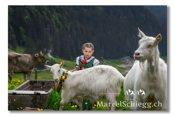 Marcel Schiegg Fotografie, Tradition, Brauchtum, Alpfahrt, Oeberefahre, Appenzell, Alpstein, Sämtis, Ziege