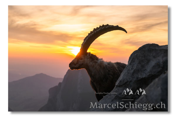 Marcel Schiegg, Marcel Schiegg Fotografie, Alpensteinbock, Steinbock, Wildtiere, Alpstein, Sonnenaufgang