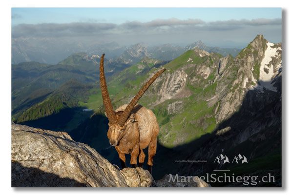 Steinbock/Alpstein Art.-Nr. MZ7-2850