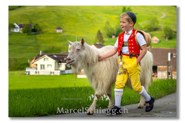 Marcel Schiegg Fotografie, Tradition, Brauchtum, Alpfahrt, Oeberefahre, Appenzell, Appenzellerland, Öberefahre, Ziegenbock