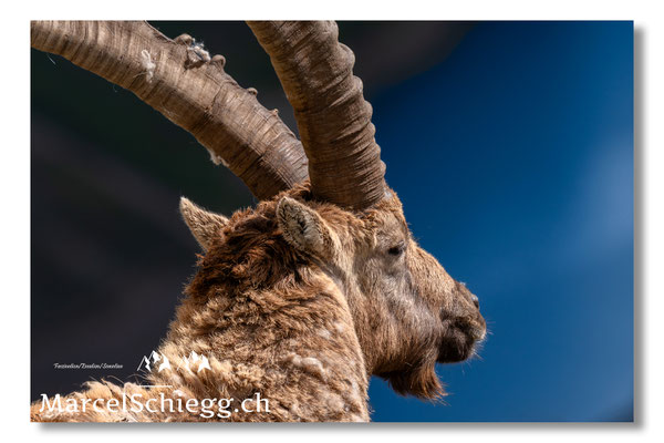 Steinbock/Nahaufnahme Art.-Nr. MZ8-2175/25