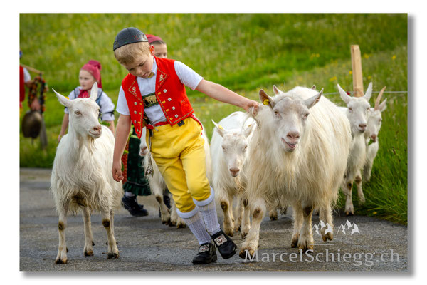 Marcel Schiegg Fotografie, Tradition, Brauchtum, Alpfahrt, Oeberefahre, Appenzell, Appenzellerland, Öberefahre, Alpstein