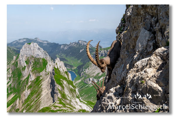 Steinbock/Alpstein Art.-Nr. MZ7-7331