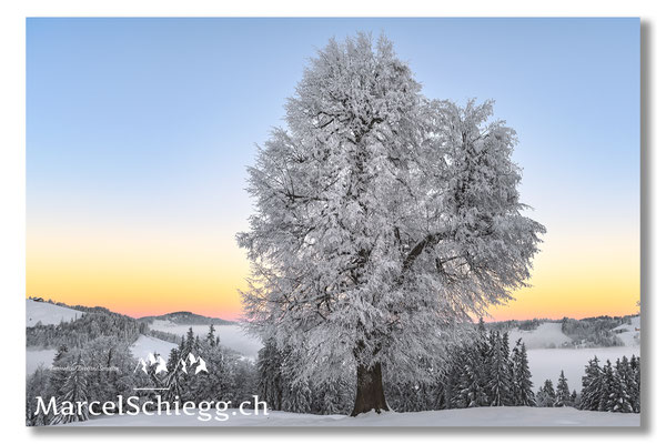 Alpstein/Winterimpressionen Art.-Nr. MZ7-9103