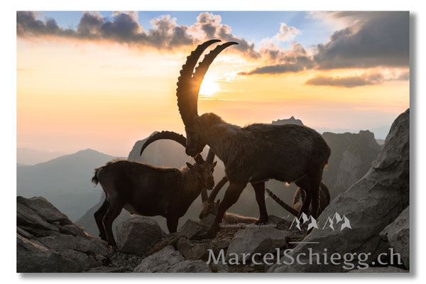 Steinbock/Alpstein Art.-Nr. MZ7-0900