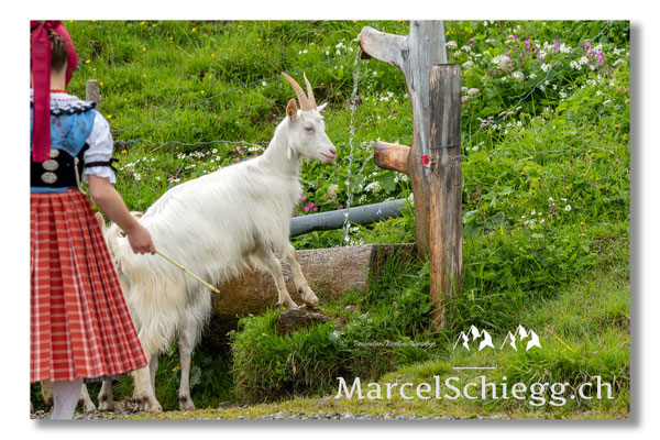 Marcel Schiegg Fotografie, Tradition, Brauchtum, Alpfahrt, Oeberefahre, Appenzell, Appenzellerland, Öberefahre, Alpstein