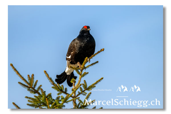Marcel Schiegg, Marcel Schiegg Fotografie, Birkhuhn, Birkhuhnbalz, Balzplatz, Balzzeit, Wildtiere, Alpstein