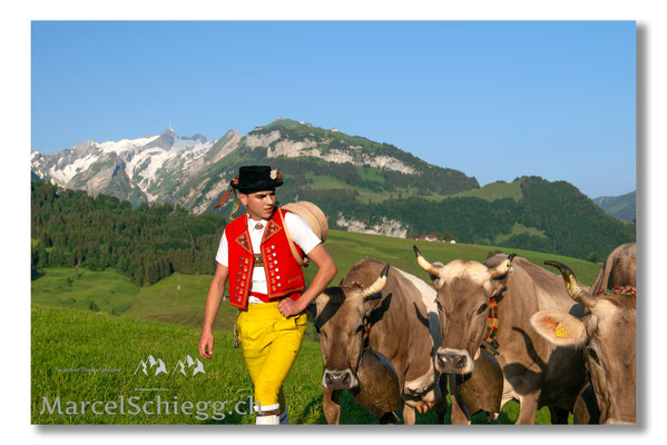 Marcel Schiegg Fotografie, Tradition, Brauchtum, Alpfahrt, Oeberefahre, Appenzell, Appenzellerland, Öberefahre, Alpstein, Hornkuh, Braunvieh