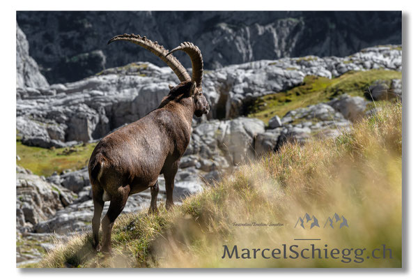 Steinbock/Alpstein Art.-Nr. MZ7-8053