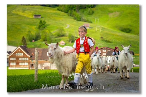 Marcel Schiegg Fotografie, Tradition, Brauchtum, Alpfahrt, Oeberefahre, Appenzell, Appenzellerland, Öberefahre, Ziegenbock