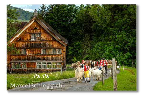 Marcel Schiegg Fotografie, Tradition, Brauchtum, Alpfahrt, Oeberefahre, Appenzell, Appenzellerland, Öberefahre, Alpstein