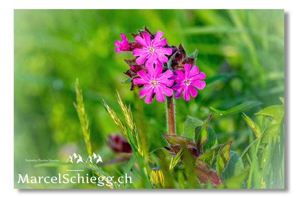 Blumen und Pflanzen Art.-Nr. MZ8-1543-25-Rote Lichtnelke Silene Dioica