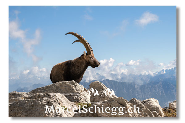 Steinbock/Alpstein Art.-Nr. MZ8-9716/25