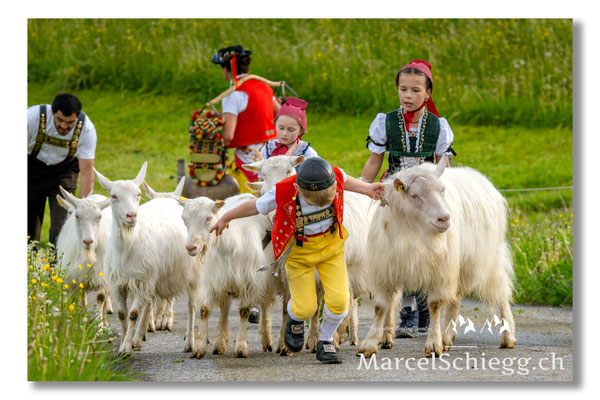 Marcel Schiegg Fotografie, Tradition, Brauchtum, Alpfahrt, Oeberefahre, Appenzell, Appenzellerland, Öberefahre, Alpstein