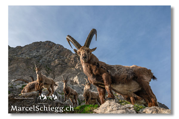 Steinbock/Alpstein Art.-Nr. MZ8-4701/25