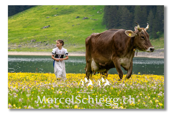 Marcel Schiegg Fotografie, Tradition, Brauchtum, Alpfahrt, Oeberefahre, Appenzell, Alpstein, Sämtis, Sämtisersee, Hornkuh