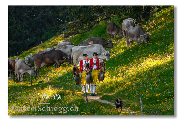 Marcel Schiegg Fotografie, Tradition, Brauchtum, Alpfahrt, Oeberefahre, Appenzell, Appenzellerland, Öberefahre, Alpstein