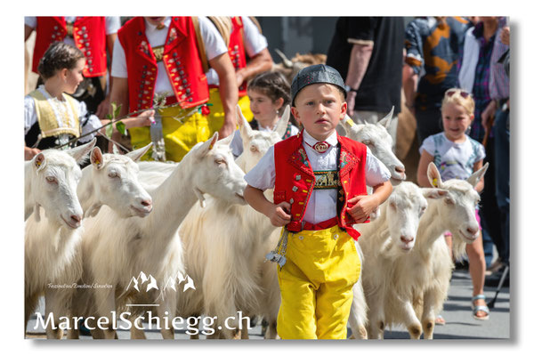 Marcel Schiegg Fotografie, Seealp, Hauptgasse, Tradition, Brauchtum, Alpfahrt, Oeberefahre, Appenzell, Ziegen