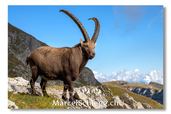 Steinbock/Alpstein Art.-Nr. MZ8-9847/25