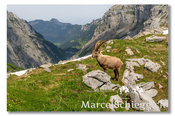 Marcel Schiegg, Marcel Schiegg Fotografie, Alpensteinbock, Steinbock, Wildtiere, Hoher Kasten