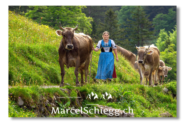 Marcel Schiegg Fotografie, Seealp, Alpstein, Tradition, Brauchtum, Alpfahrt, Oeberefahre, Appenzell, Hornkuh, Braunvieh