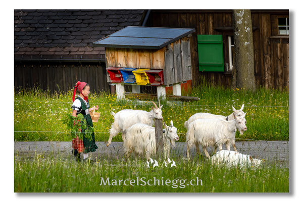 Marcel Schiegg Fotografie, Tradition, Brauchtum, Alpfahrt, Oeberefahre, Appenzell, Appenzellerland, Öberefahre, Alpstein