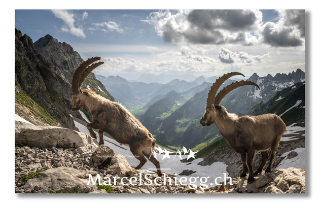 Steinbock/Alpstein Art.-Nr. 21MZ7-8779
