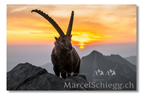 Steinbock/Alpstein Art.-Nr. MZ8-5202/25